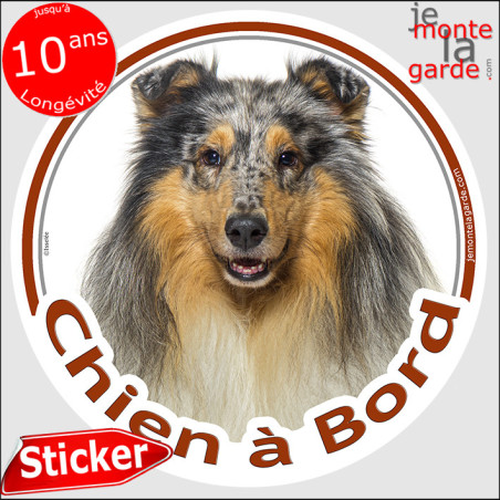 Colley bleu merle, sticker voiture rond photo "Chien à Bord" 2 tailles D