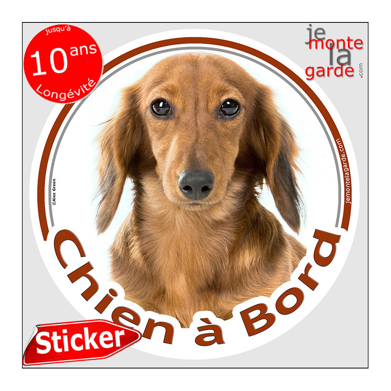 Teckel fauve marron à poils longs Tête, sticker autocollant rond "Chien à Bord" Disque photo adhésif vitre voiture