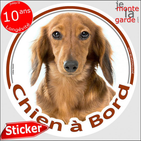 Teckel fauve marron à poils longs Tête, sticker autocollant rond "Chien à Bord" Disque photo adhésif vitre voiture