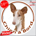 Podenco d'Ibiza, sticker voiture "Chien à Bord" 14 cm