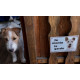 photo client - Fox Terrier blanc et fauve à poils durs, plaque portail "Je Monte la Garde, risques périls" pancarte photo