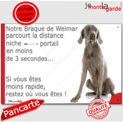 Braque de Weimar, plaque humour "parcourt distance Niche-Portail moins 3 secondes, rapide" pancarte photo attention au chien