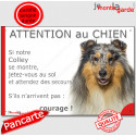 Colley bleu merle, plaque humour "Attention au Chien, Jetez Vous au Sol, courage" 24 cm JET