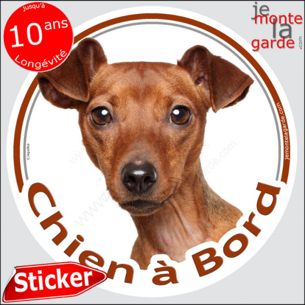 Pinscher fauve marron Tête, sticker autocollant rond "Chien à Bord" Disque photo adhésif vitre voiture Pinscher nain