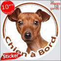 Pinscher fauve, sticker voiture "Chien à Bord" 14 cm