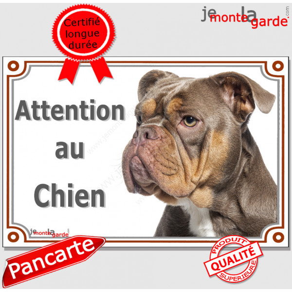 American Bully marron chocolat et tan, plaque portail "Attention au Chien" pancarte rue, panneau entrée, photo affiche porte