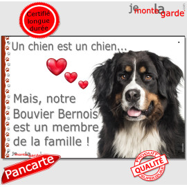 Bouvier Bernois Tête, Plaque "un chien est un membre de la famille" photo, cadre, résiste pluie soleil gel, idée cadeau