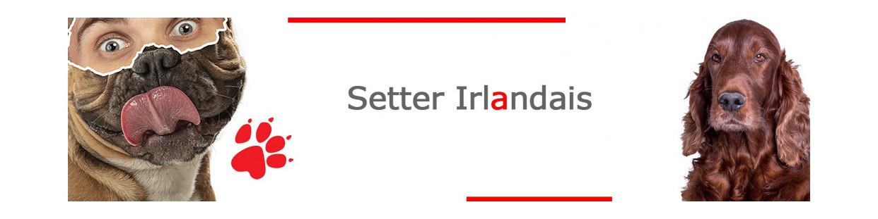 Setter Irlandais – Plaques, stickers et porte-clés