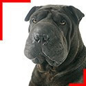 Shar-Peï