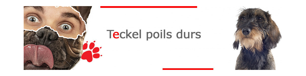 Teckel à Poil Dur – Plaques, stickers et porte-clés