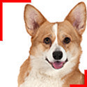 Welsh Corgi