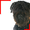 Bouvier des Flandres