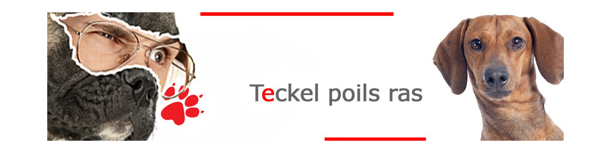 Teckel à Poil Ras – Plaques, stickers et porte-clés