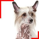 Chien Chinois à Crête