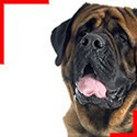 Mastiff