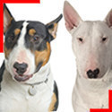 Bull Terrier (4 couleurs)