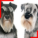 Schnauzer (3 couleurs)