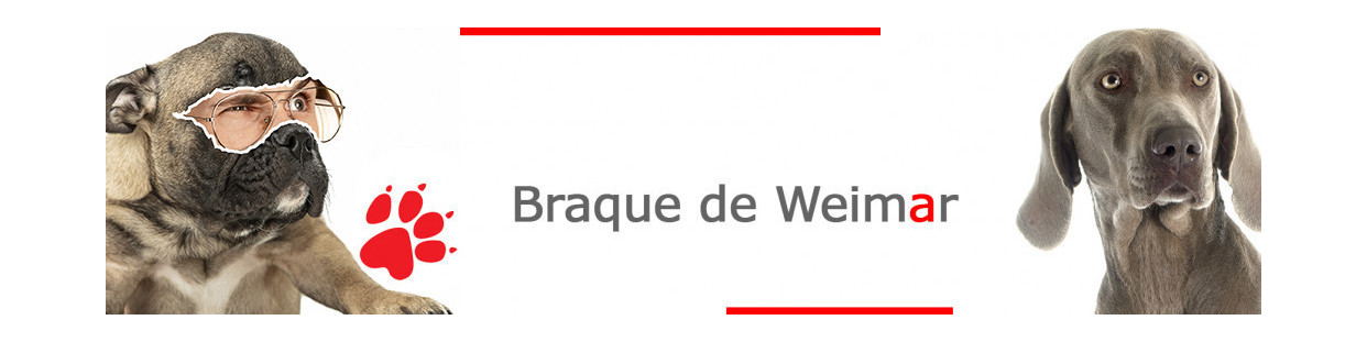 Braque de Weimar