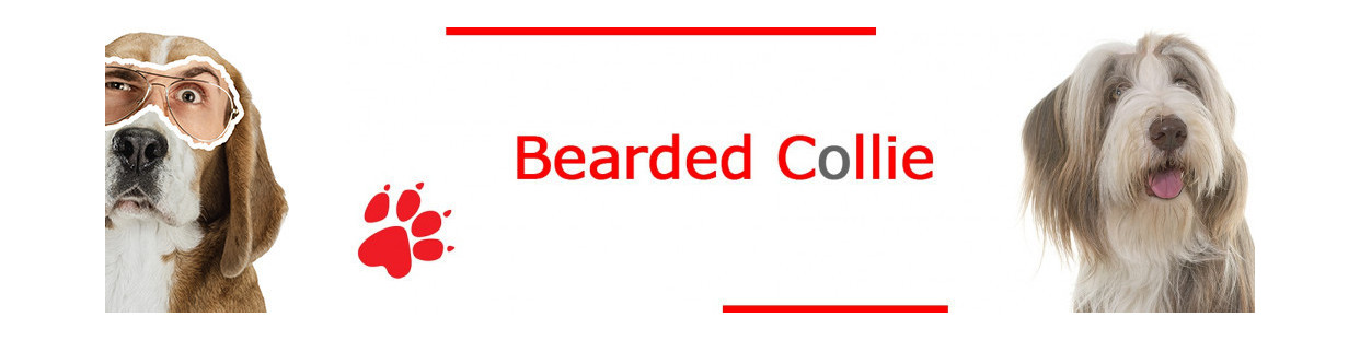 Bearded Collie