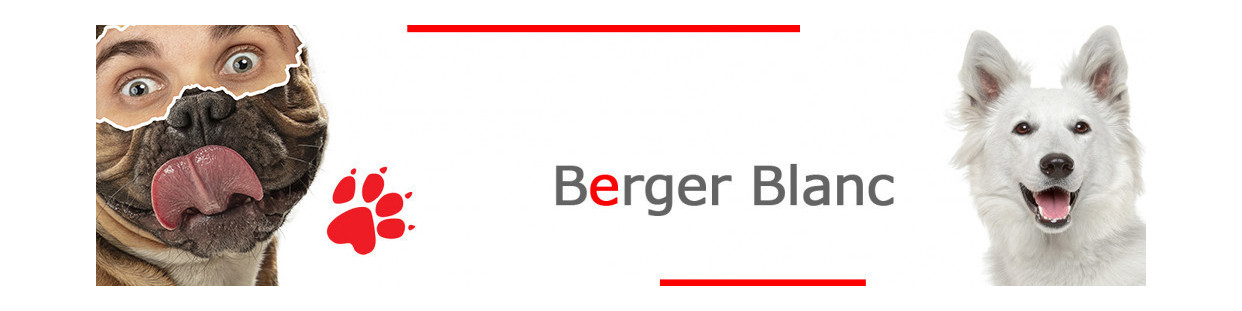 Berger Blanc