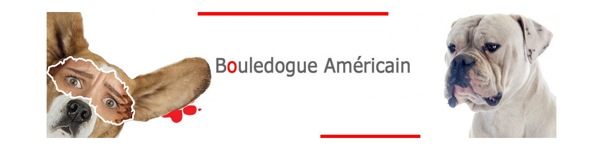 Bouledogue Américain