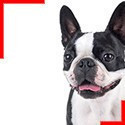 Boston Terrier