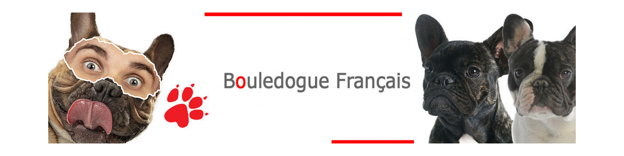 Bouledogue Français