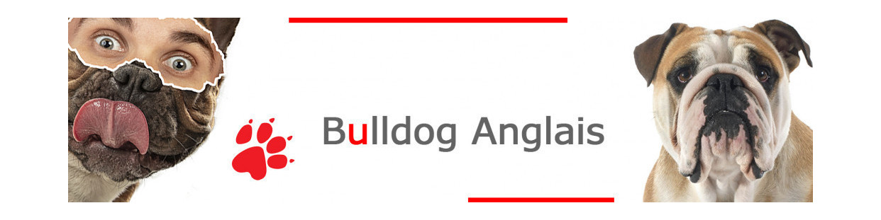 Bulldog Anglais
