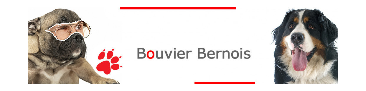 Bouvier Bernois
