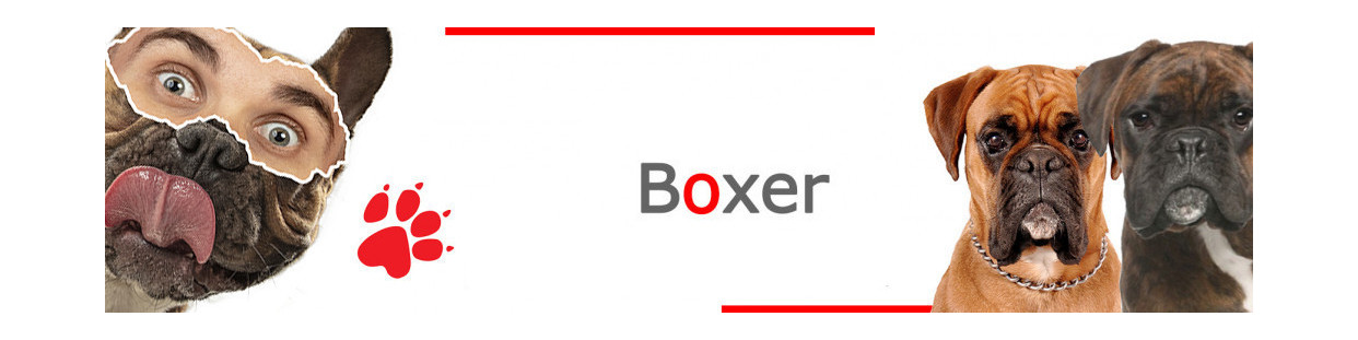 Boxer