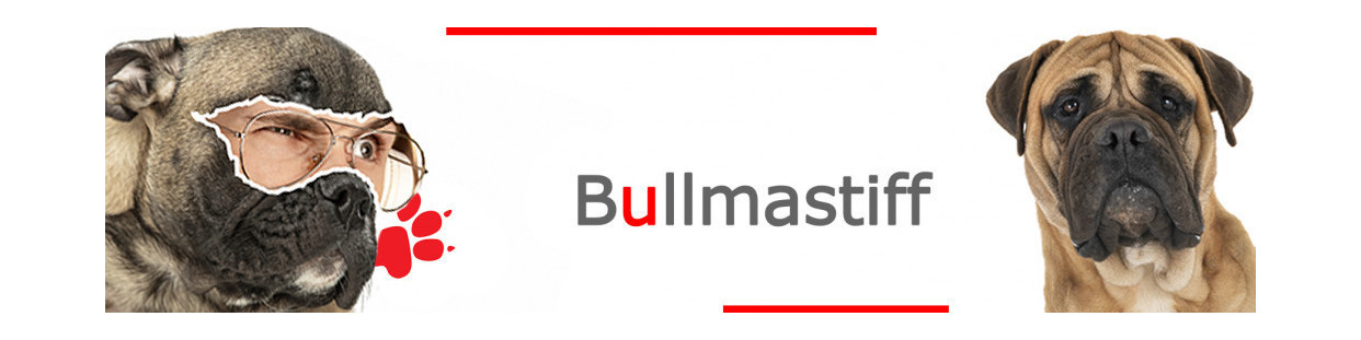 Bullmastiff