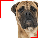 Bullmastiff