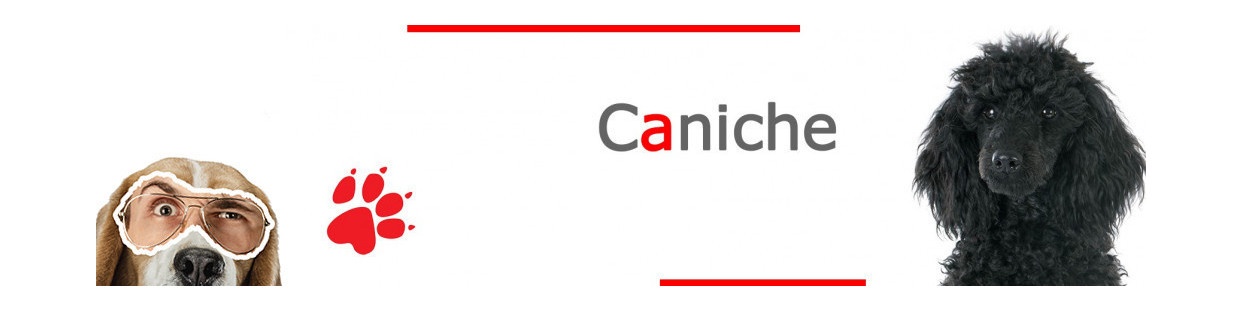 Caniche