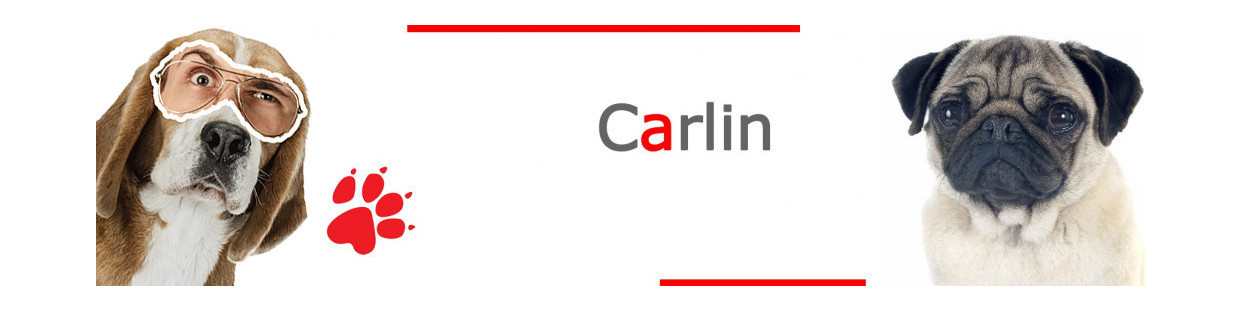 Carlin