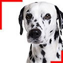 Dalmatien