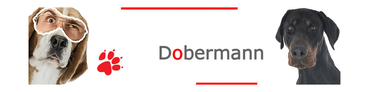 Dobermann