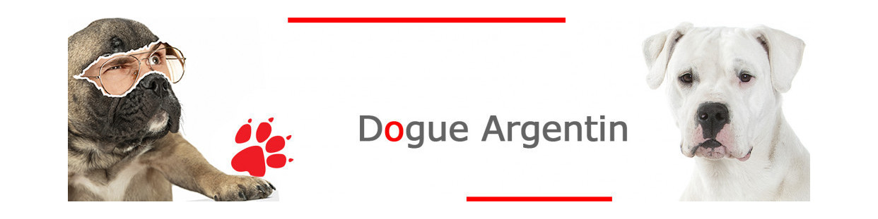 Dogue Argentin