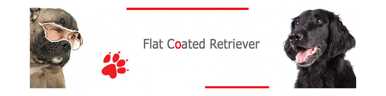 Flat-Coated Retriever