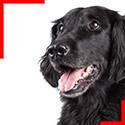 Flat-Coated Retriever