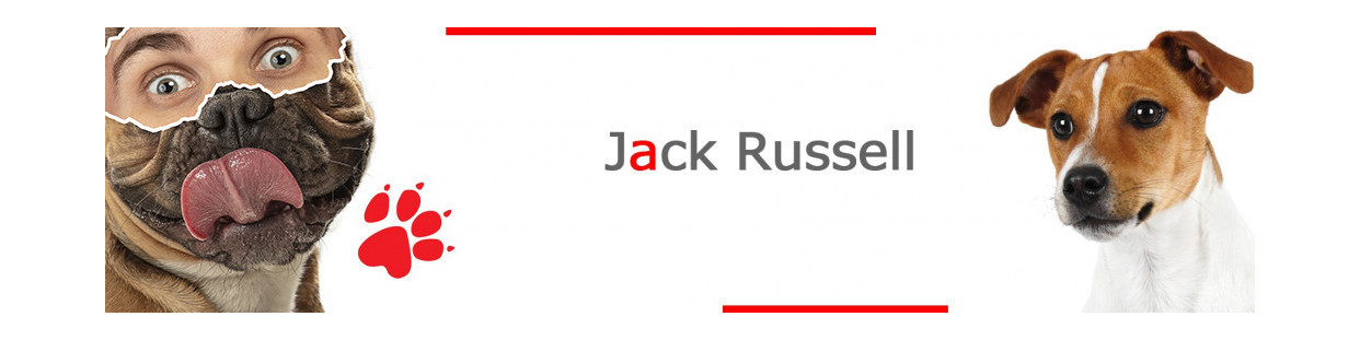 Jack Russell