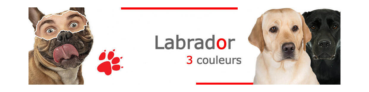 Labrador