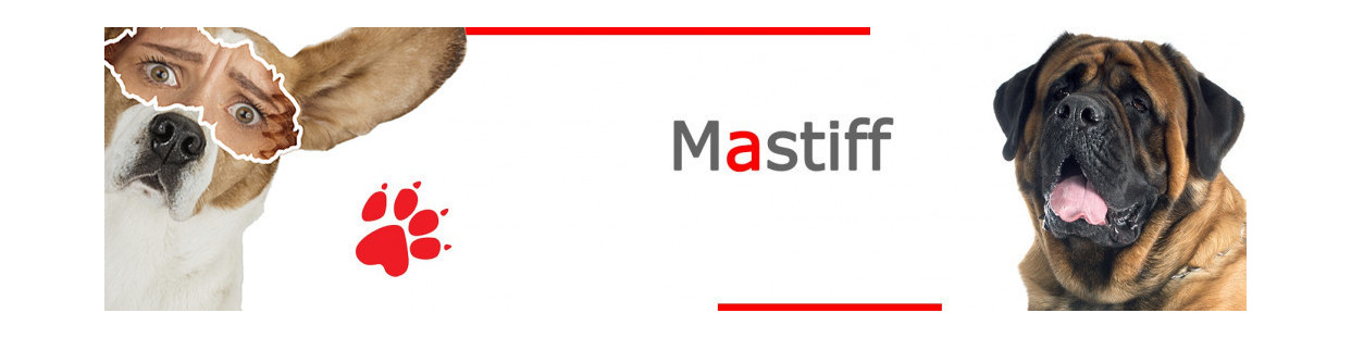 Mastiff