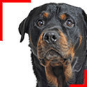 Rottweiller