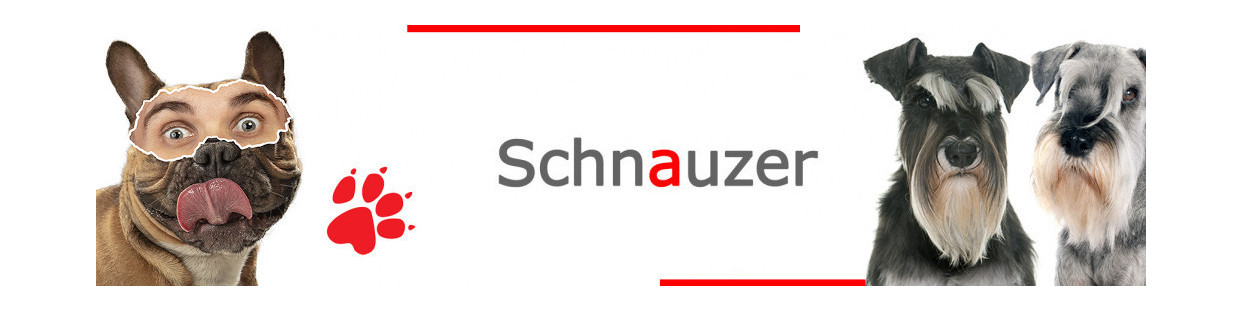 Schnauzer