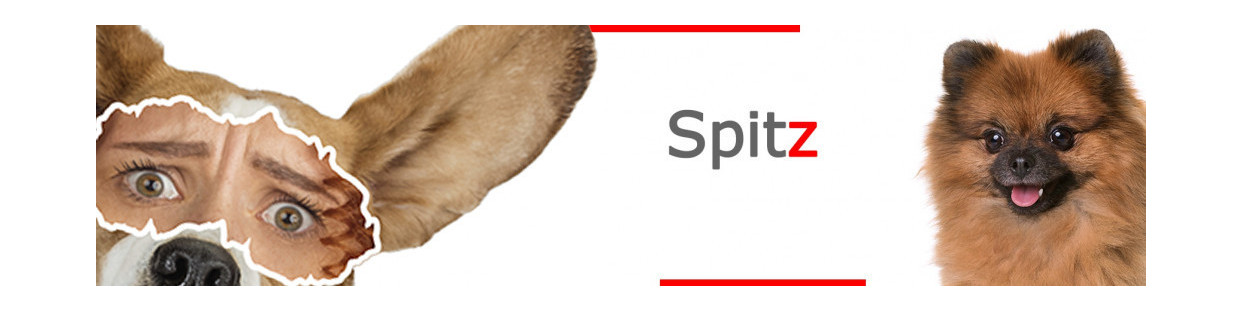 Spitz