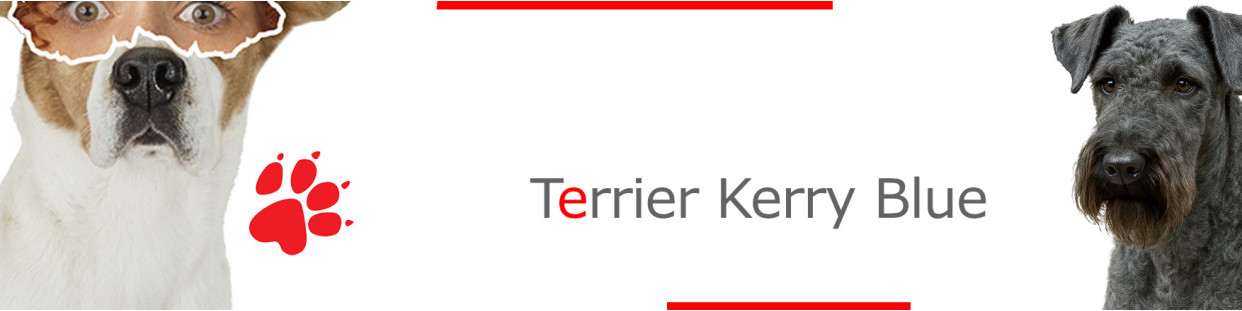 Terrier Kerry Blue – Plaques, stickers et porte-clés