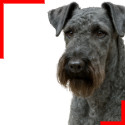 Terrier Kerry Blue