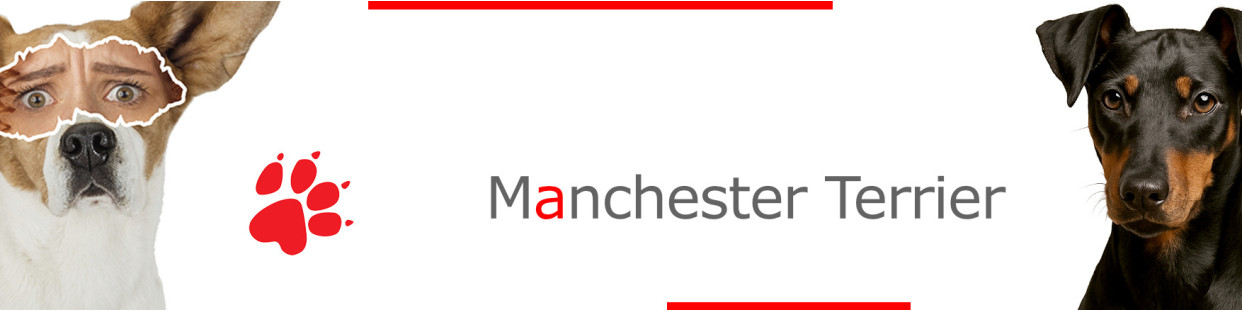 Manchester Terrier – Plaques, stickers et porte-clés