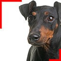 Manchester Terrier