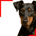 Manchester Terrier